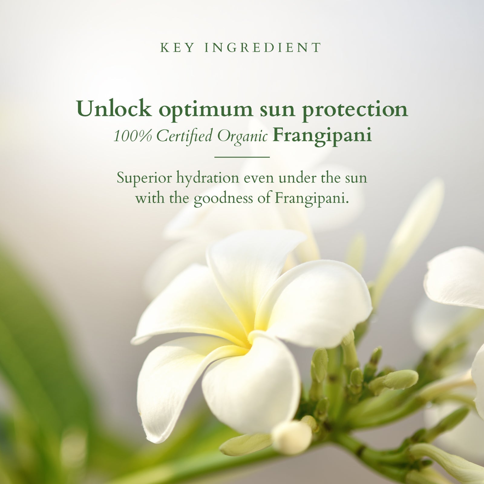 Lotus Organics+ Hydrating Gel Mineral Sunscreen, 50g – SPF 30 Protection & Moisture