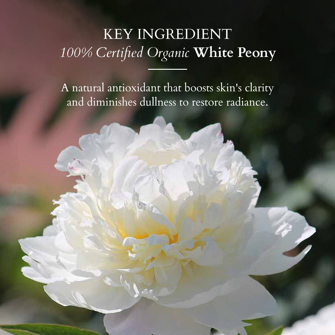 Lotus Organics+ Sheer Brightening Mineral Sunscreen SPF 50, 50g | Protect & Brighten, 50g