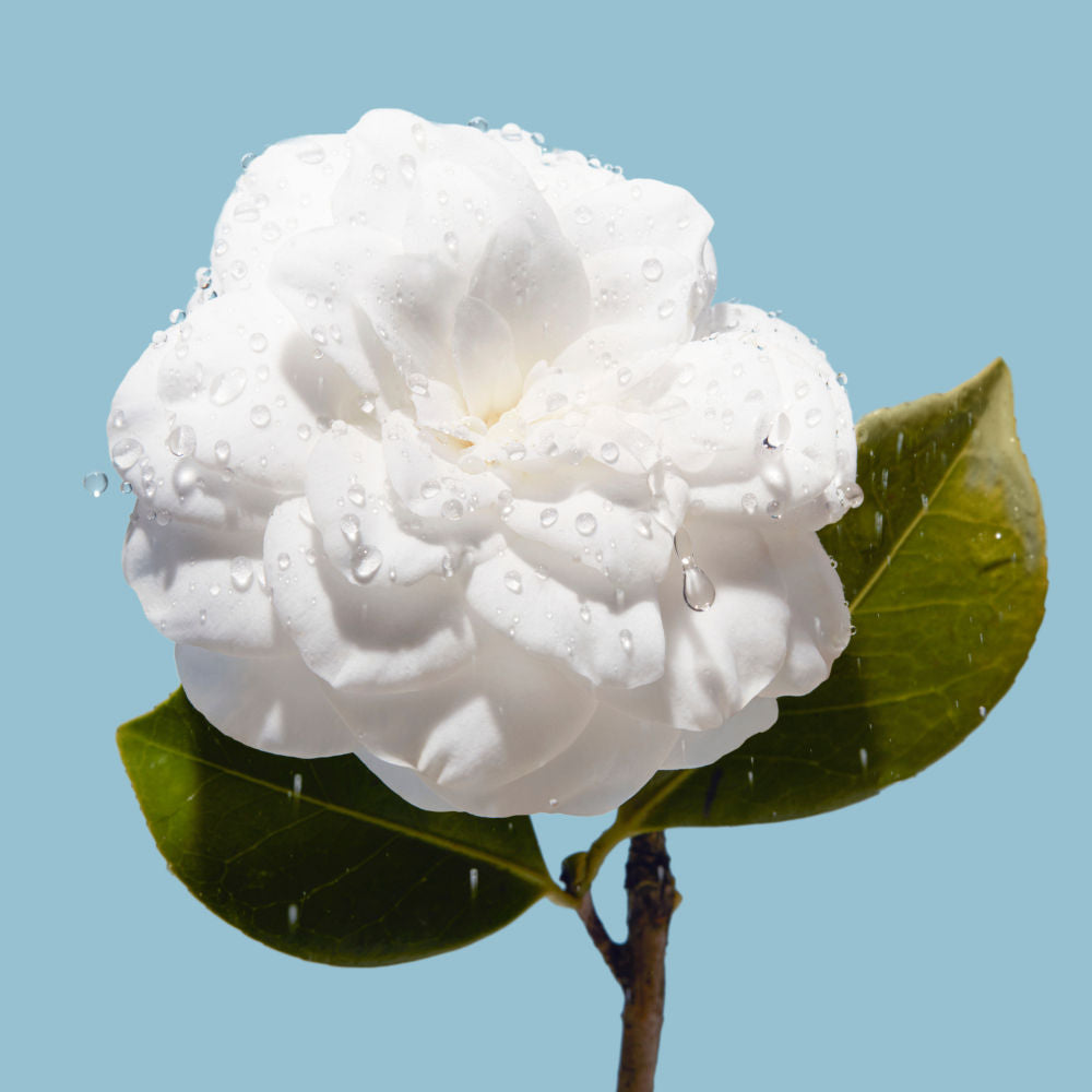 CHANEL HYDRA BEAUTY MICRO CREME, 50g